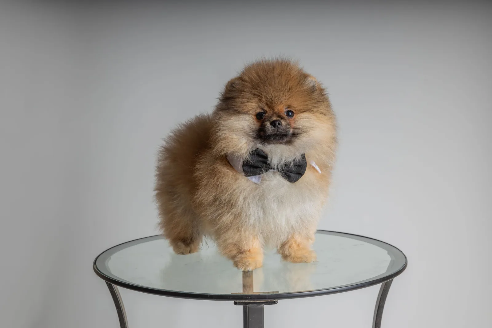 A fluffy groomed Pomeranian wearing a black bow tie standing on a round glass table against a plain grey wall