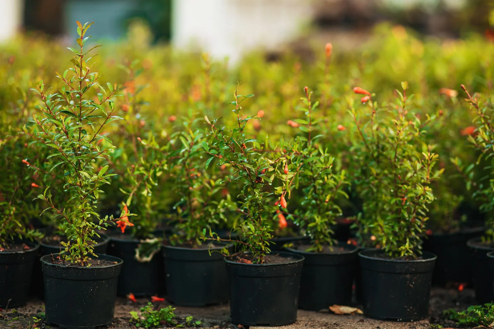 Rows of young green plants in black plastic pots at an outdoor plant nursery